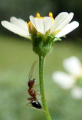 Camponotus floridanus image
