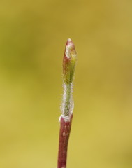 Caladenia transitoria
