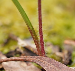 Caladenia transitoria