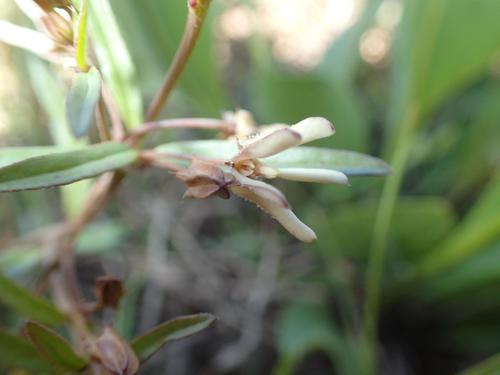 Brachystelma franksiae