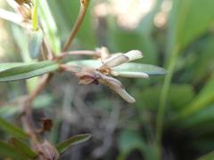 Ceropegia franksiae