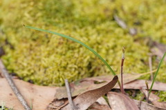 Caladenia transitoria