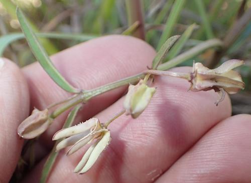 Ceropegia franksiae