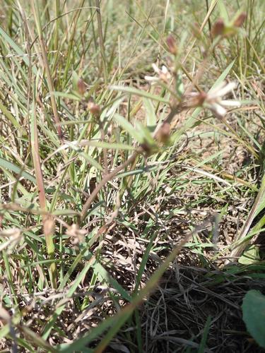 Ceropegia franksiae