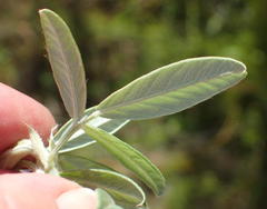 Psoralea sericea