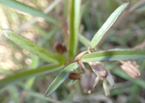 Ceropegia franksiae