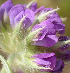 Psoralea sericea