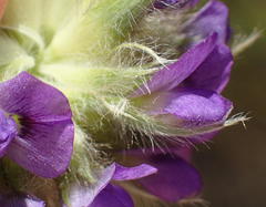 Psoralea sericea