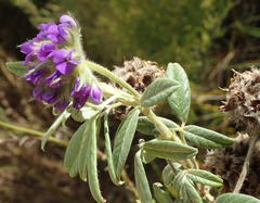 Psoralea sericea