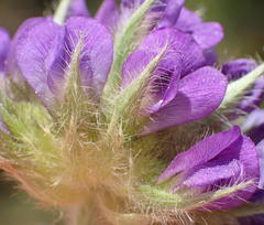Psoralea sericea
