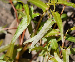 Persicaria praetermissa