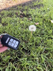 Taraxacum