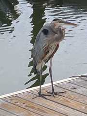 Ardea herodias