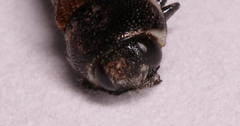 Acmaeodera trifasciata trifasciata