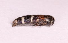 Acmaeodera trifasciata trifasciata