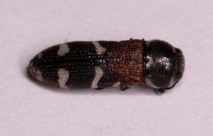 Acmaeodera trifasciata trifasciata