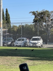 Corvus brachyrhynchos