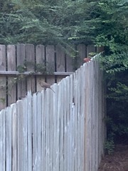 Cardinalis cardinalis
