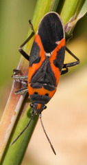 Lygaeus kalmii angustomarginatus