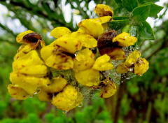 Liparia hirsuta