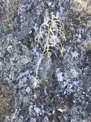 Boechera sparsiflora