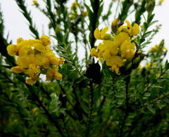 Liparia hirsuta