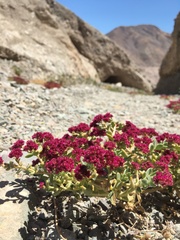 Cistanthe celosioides