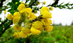 Liparia hirsuta
