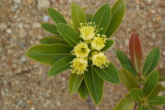 Xanthostemon