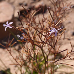 Prismatocarpus diffusus