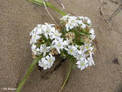 Zephyra compacta
