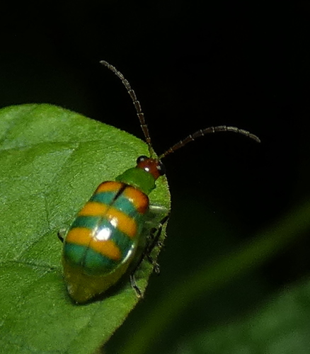 Diabrotica speciosa photo 4