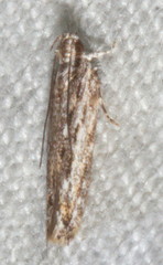 Ardozyga amblopis