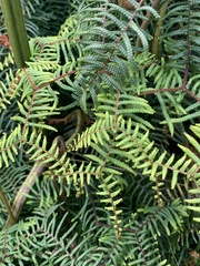 Gleichenia microphylla