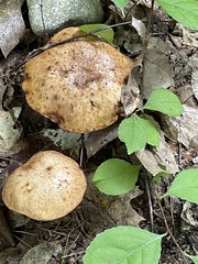 Aureoboletus russellii