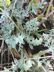 Lomatium austiniae