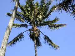 Howea forsteriana