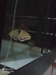 Yphthimoides maepius