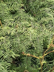 Gleichenia microphylla
