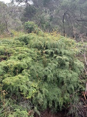 Gleichenia microphylla