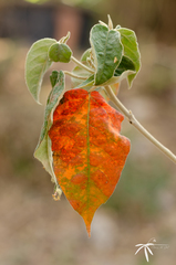 Croton lachnostachyus