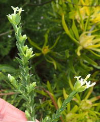 Gnidia caniflora