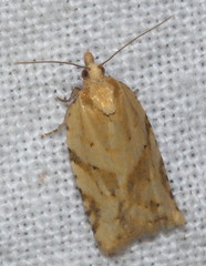 Clepsis therina