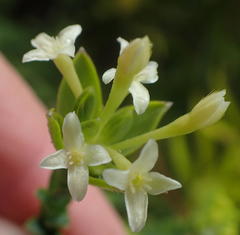 Gnidia caniflora