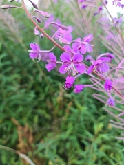 Chamaenerion angustifolium