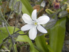Zephyra compacta