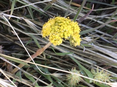 Lomatium austiniae