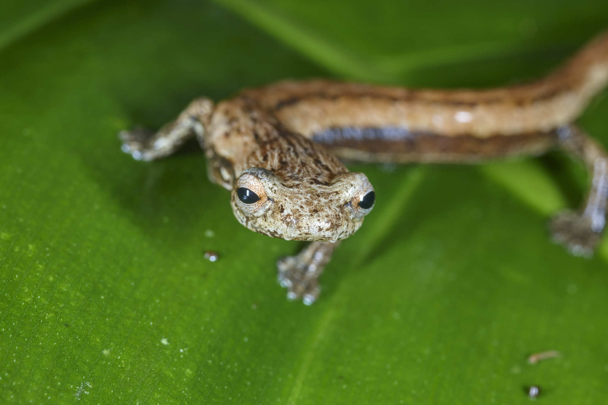 Bolitoglossa striatula (Noble, 1918)