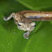 Salamandra de Líneas Cafés - Photo (c) Sune Holt, algunos derechos reservados (CC BY-NC)