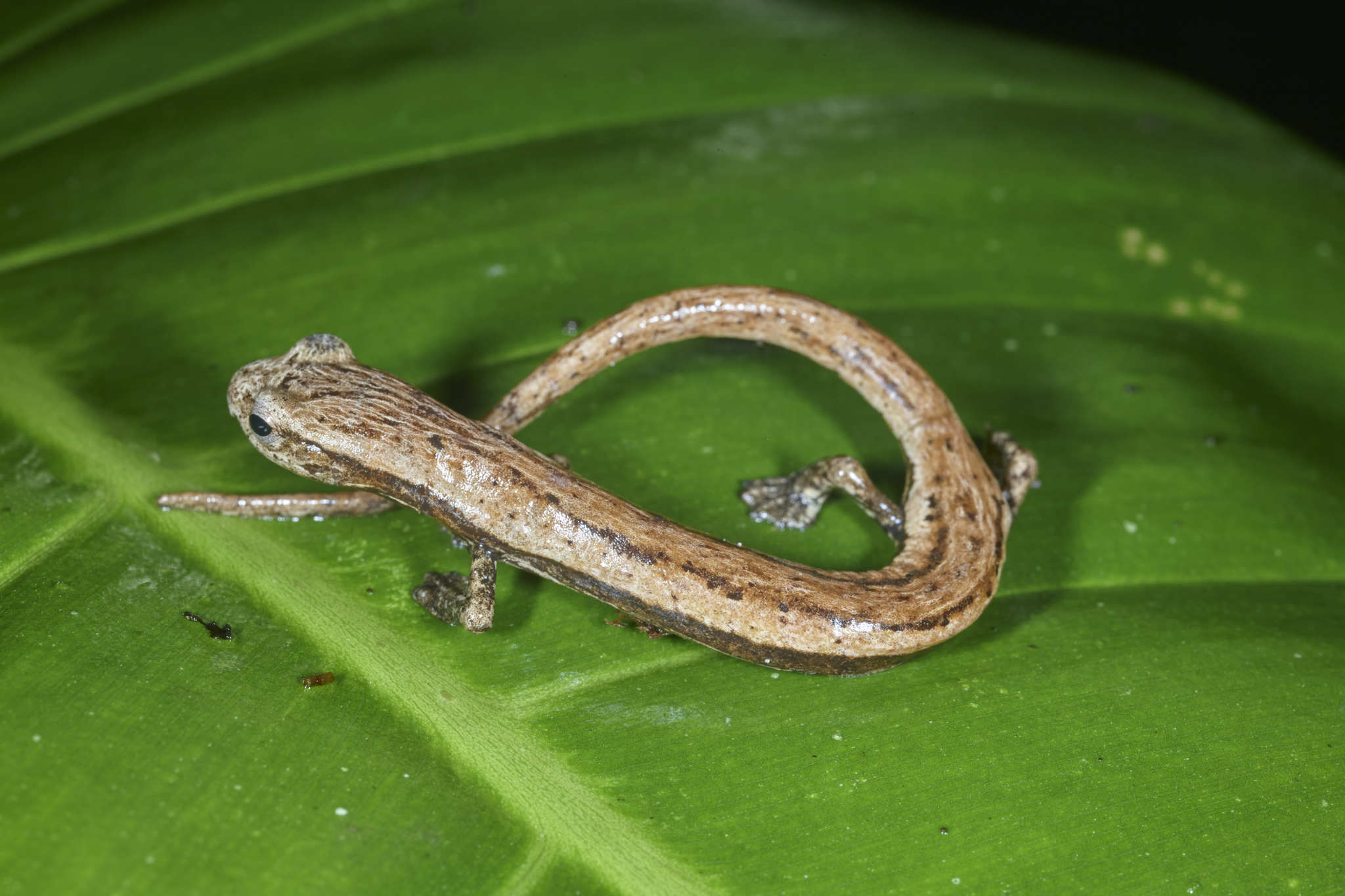 Bolitoglossa striatula (Noble, 1918)